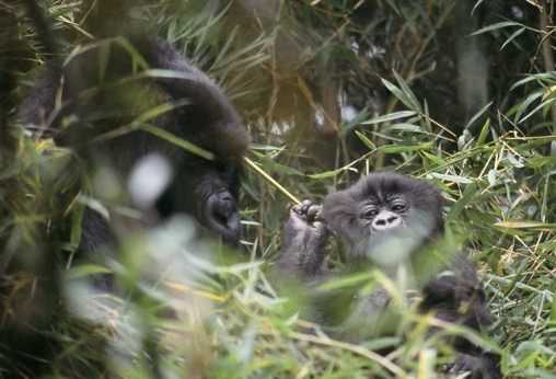 gorilla nest