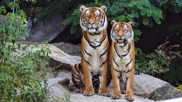 tigers at zoo pic