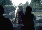 wpzbearrock