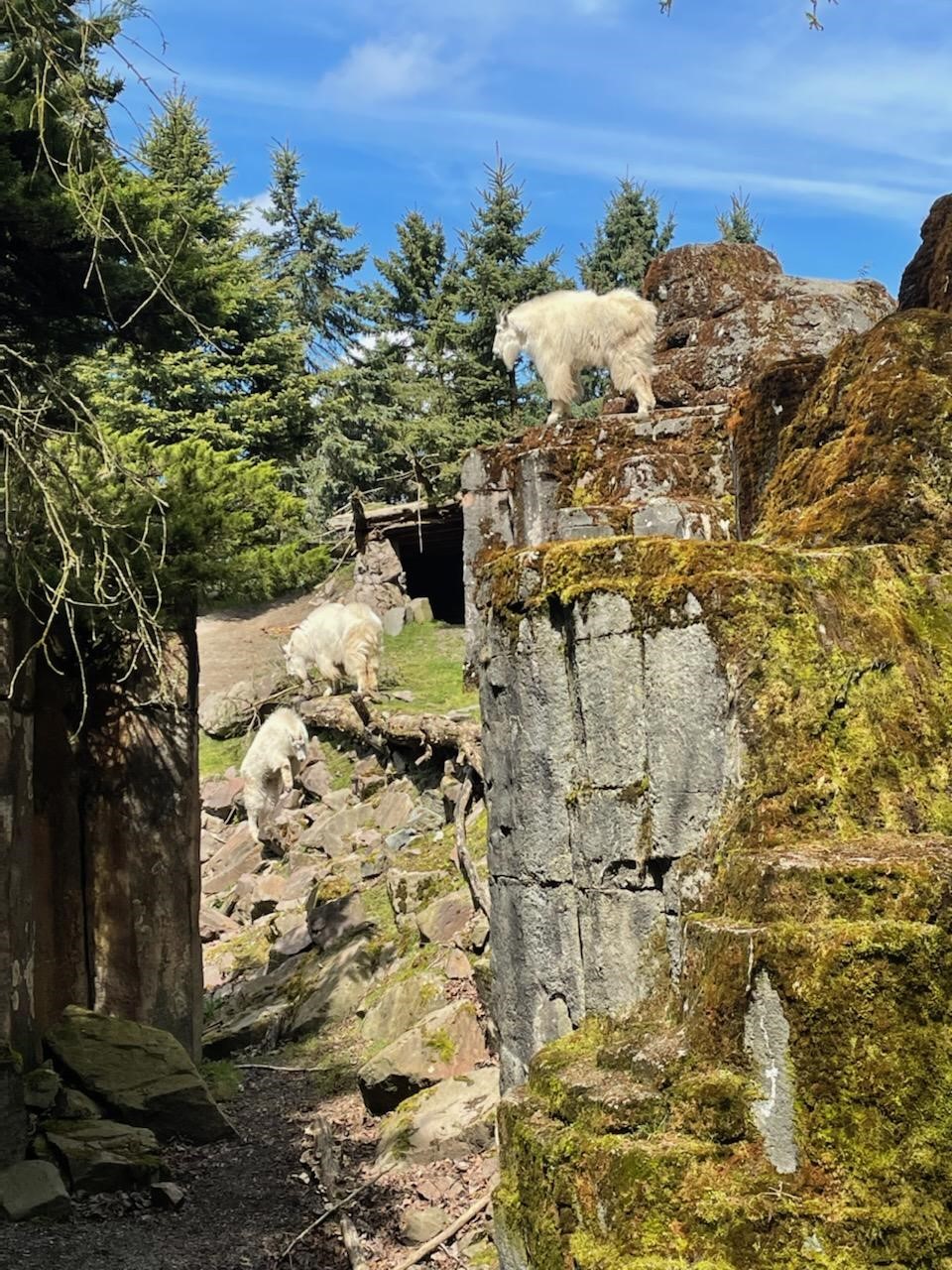 NT Mtn Goat Photo