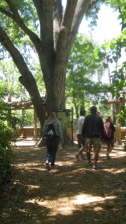dnz-pp-eco
