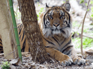 zat-tiger-photo