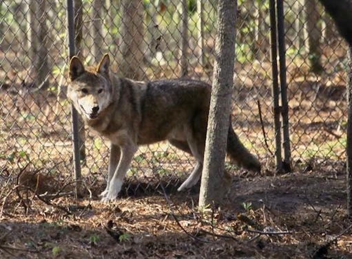 redwolfatfence