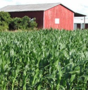 wbarncorn72