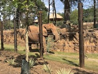 closeup-elephant_small