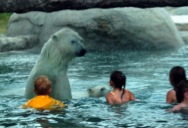 bear!
