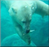 polar7